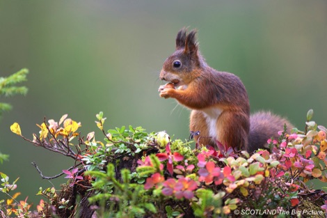 Red squirrel eating a nut